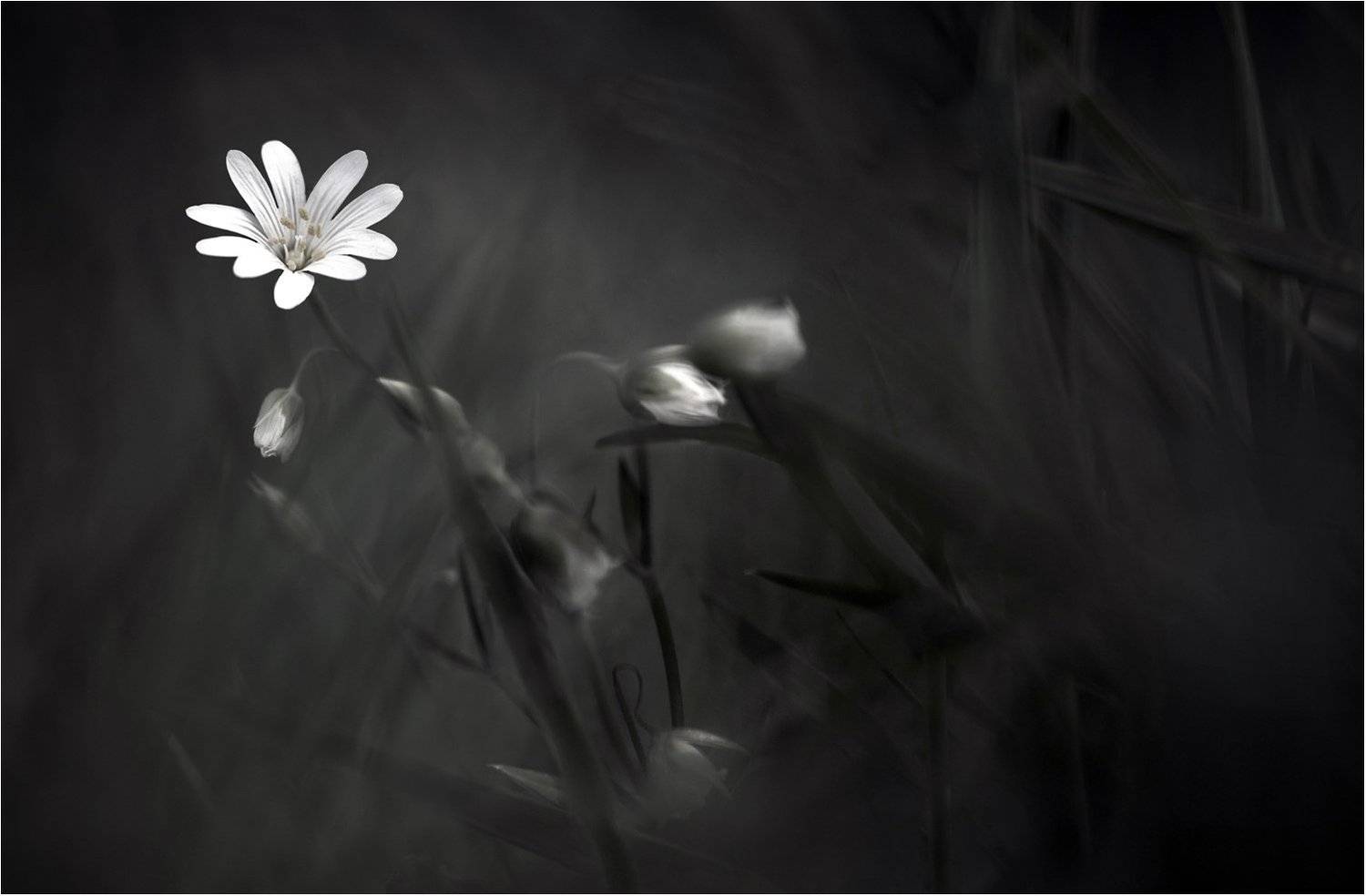 , Danny Vangenechten