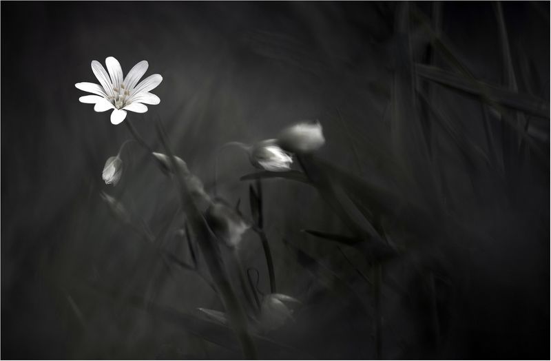 Floral фото превью