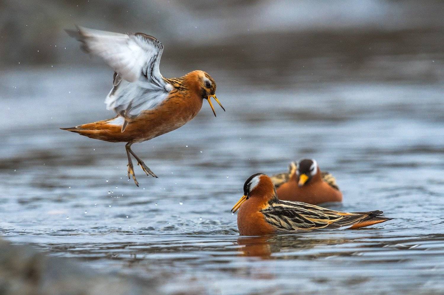 Девочки ! Давайте знакомиться !. Автор: Сергей Иванов , Сергей Иванов