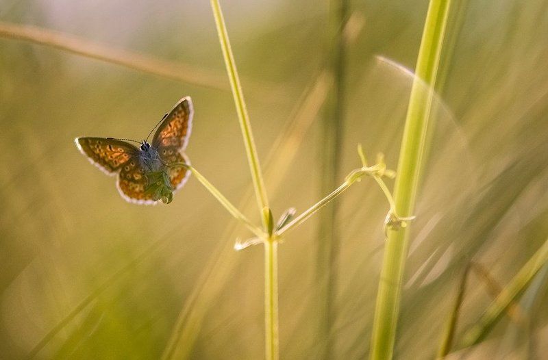 Солнечнаяphoto preview