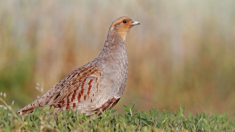 Куропатка серая, Птица, Птицы Курицаphoto preview