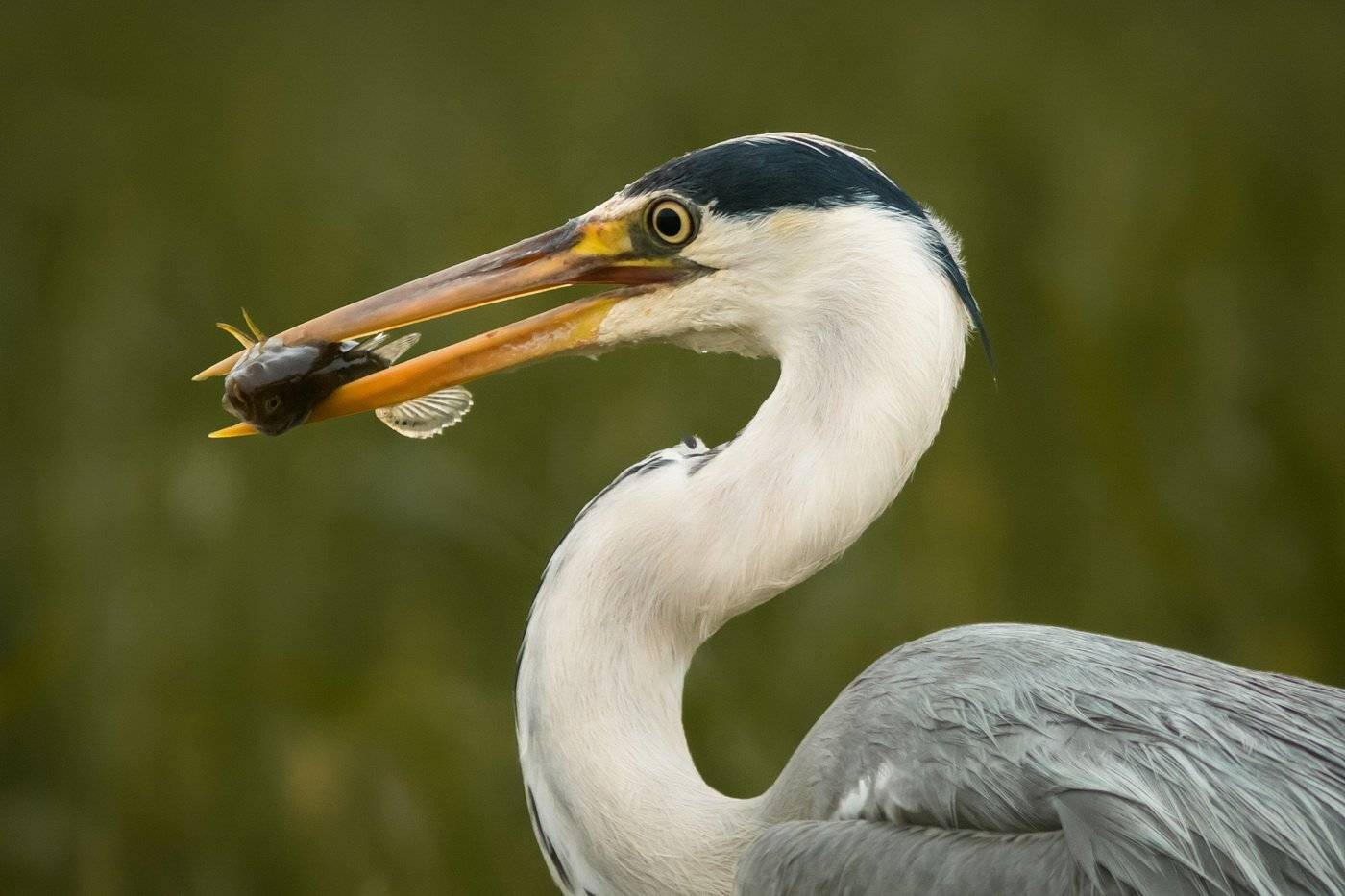 , Вилюнов Дмитрий