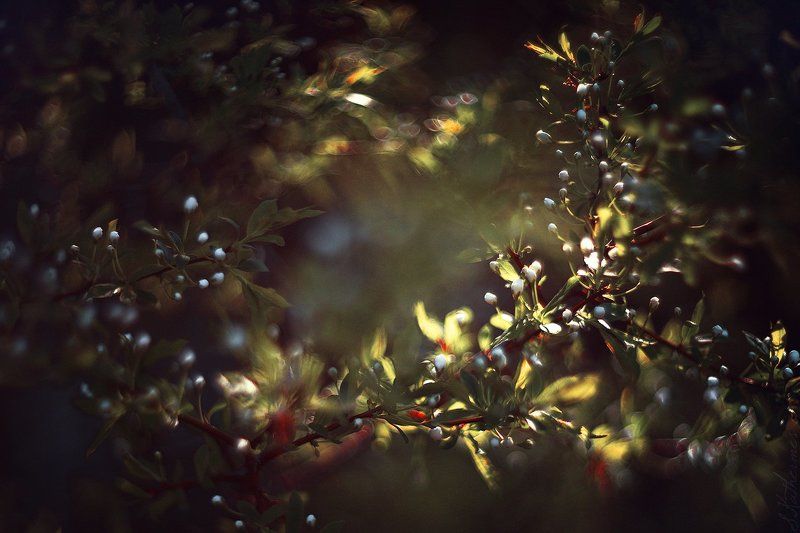 plum blossomphoto preview