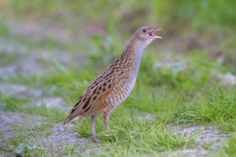 Коростель, дергач, пастушковые Безумный дергач.photo preview