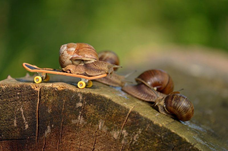 Лесные покатушкиphoto preview