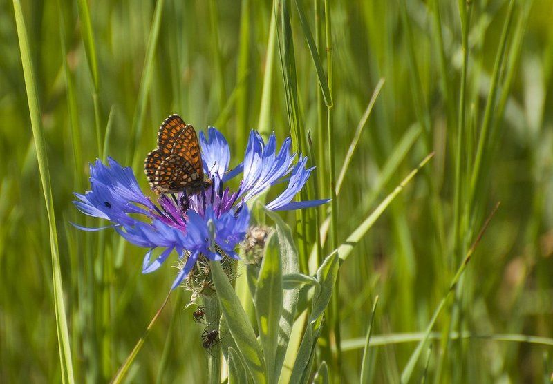 Бабочка и василёк...photo preview