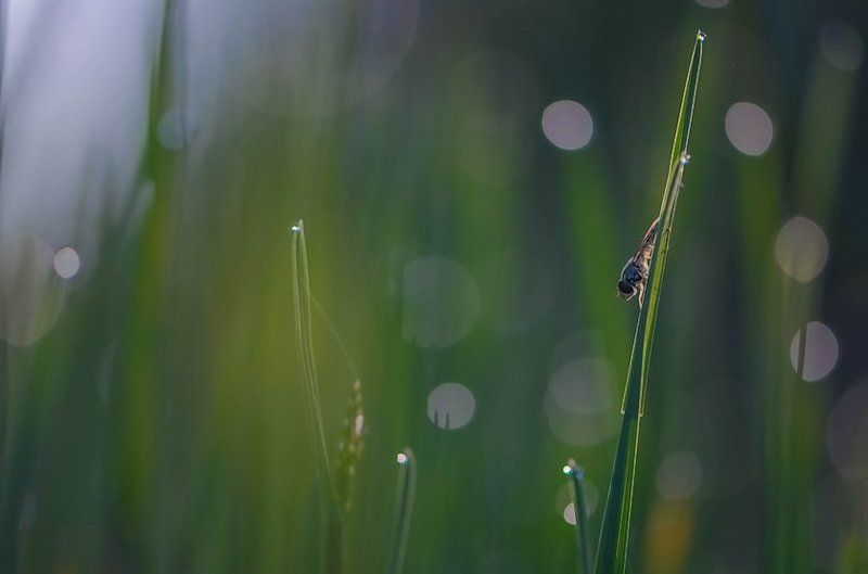 Весна, Насекомые, Роса, Утро Утро раннееphoto preview