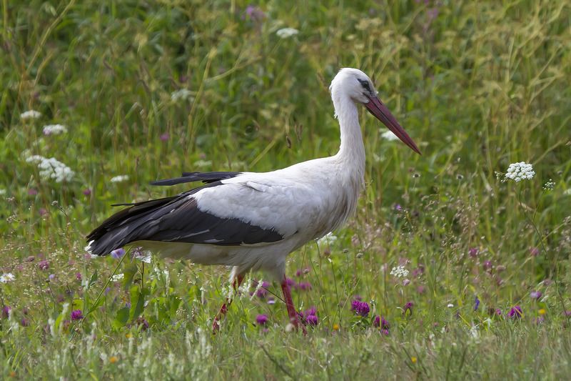 Аист Аистphoto preview