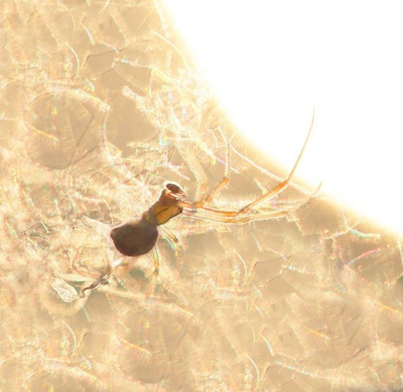 Солнечная пряжаphoto preview