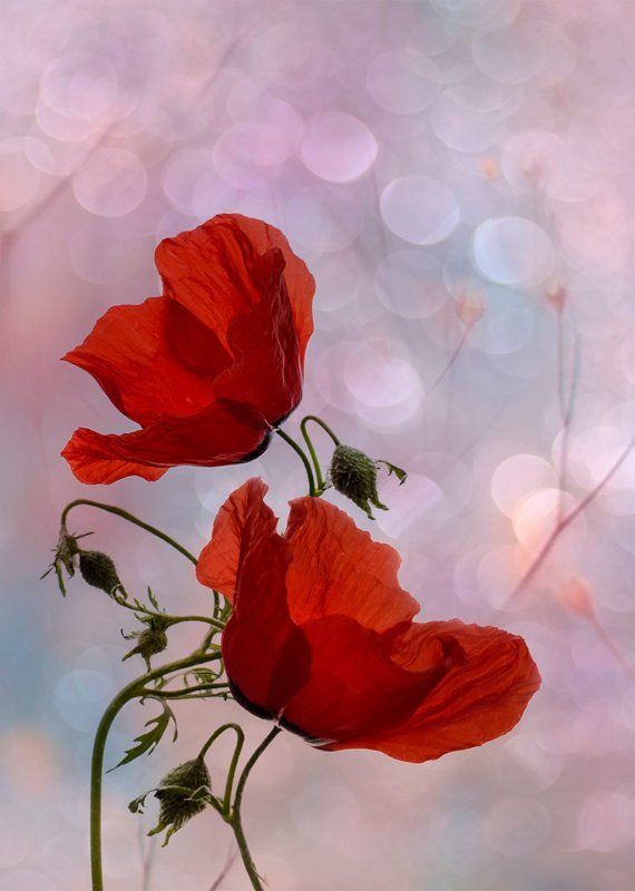 Маки, Природа Иногда они... танцуют...)photo preview