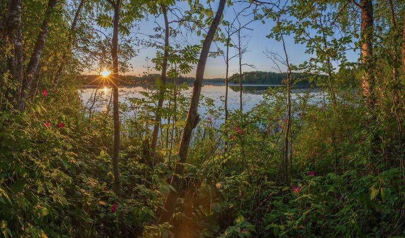 Закат, Лето, Озеро, Тишина, Шиповник ***photo preview