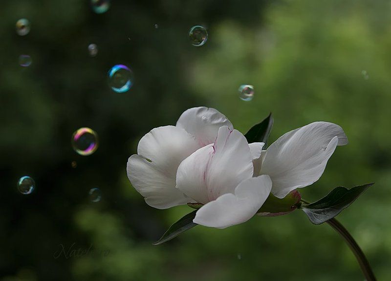 О пионах... с любовью...photo preview