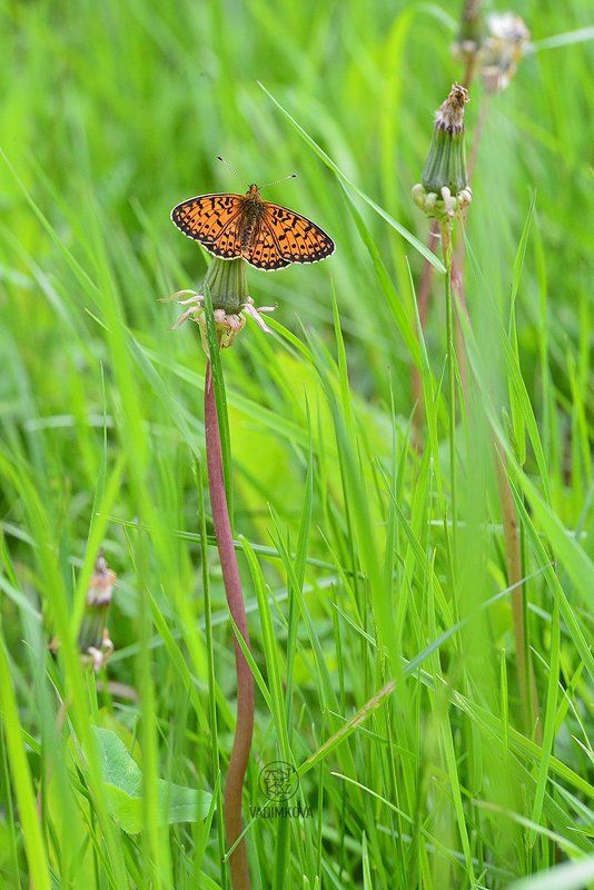 butterfly2015photo preview