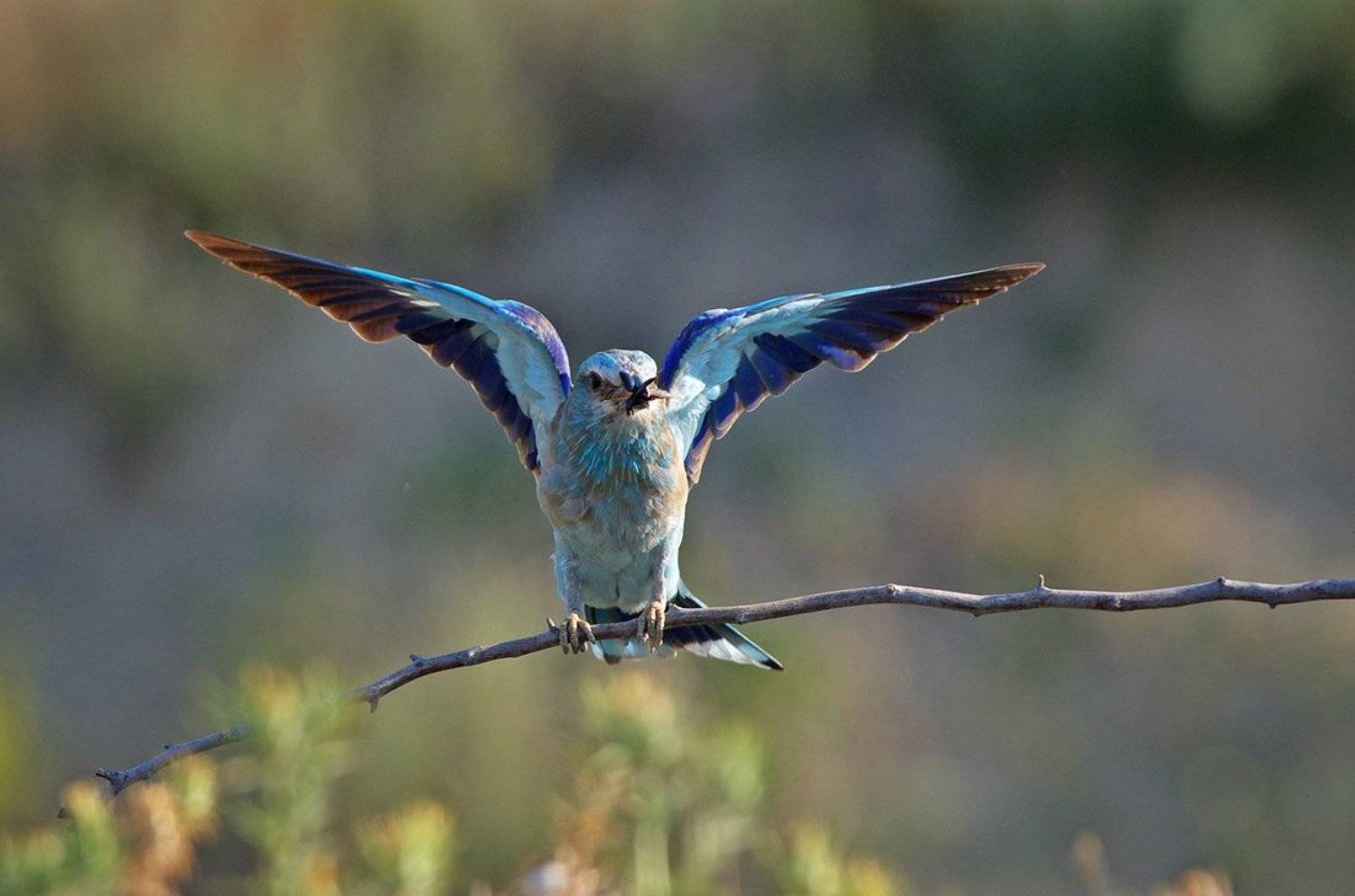 Сизоворонка. Автор: Евгени Стефанов сизоворонка, синявица, Евгени Стефанов