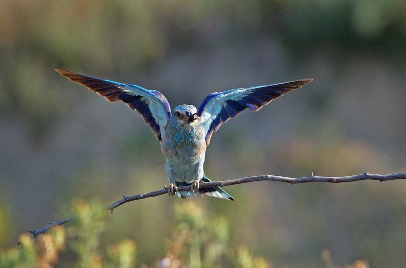 сизоворонка, синявица Сизоворонкаphoto preview