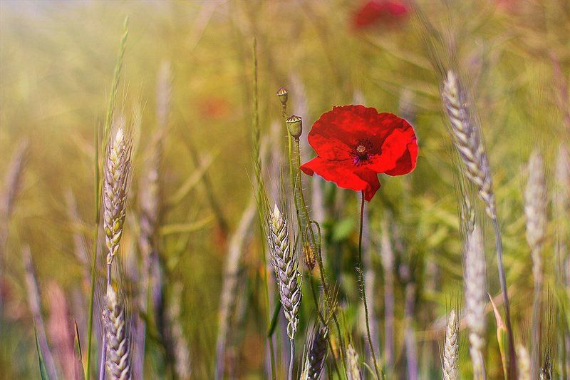 Мак, Пейзаж, Пшеница *photo preview