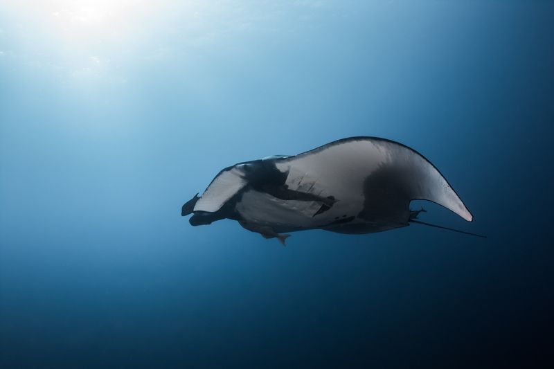 El Boiler, Манта Морской дьявол фото превью