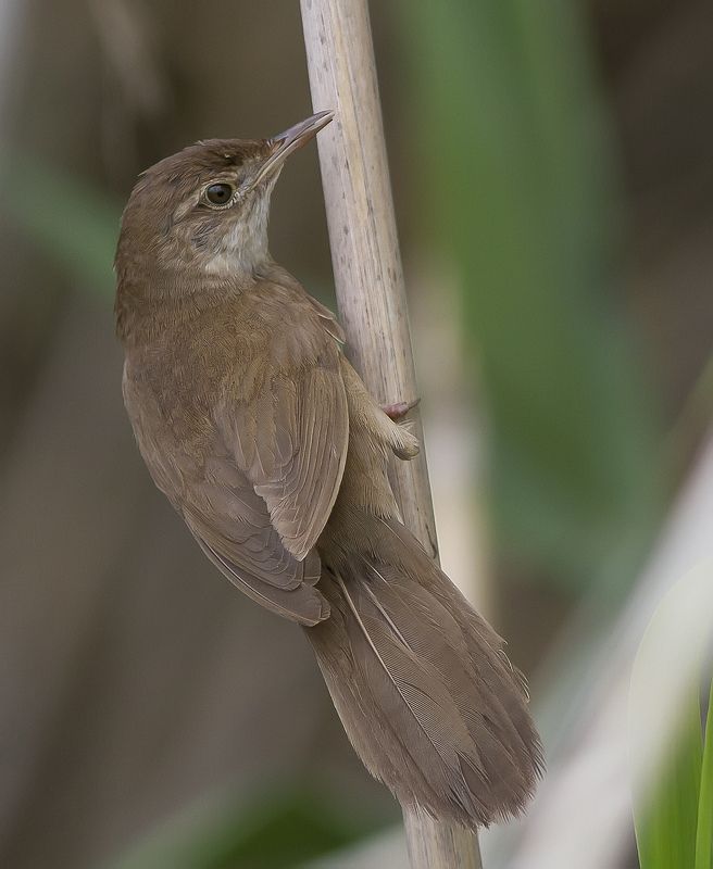 Соловьиный, сверчок, славковые Соловьиный сверчокphoto preview