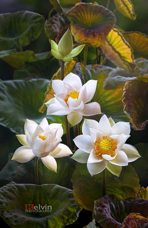 Hoa Senphoto preview