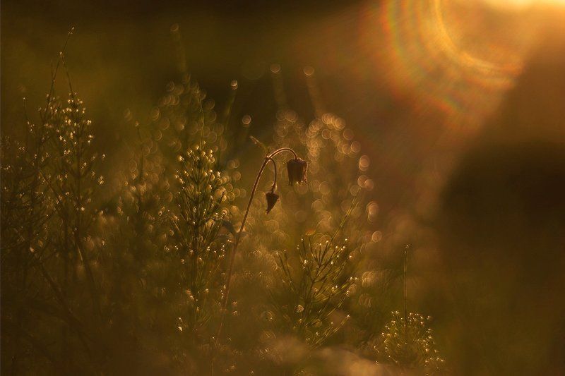 закат, лето, природа, свет, helios, гелиос Солоphoto preview