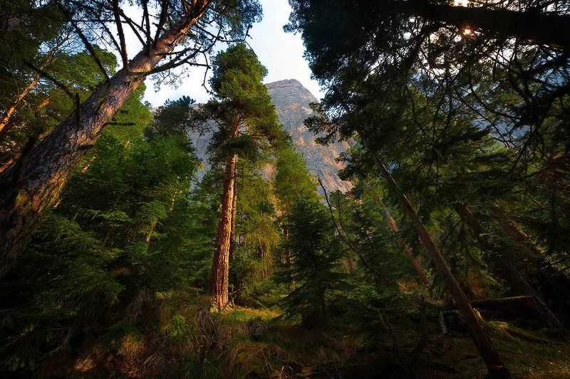 В сосновом лесу под Большим Тхачомphoto preview