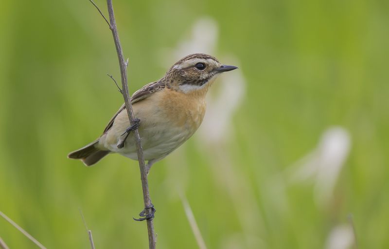 Чекан, мухоловковые Луговой чеканphoto preview