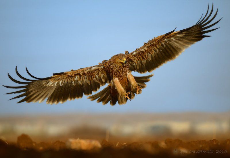 imperial eagle...photo preview