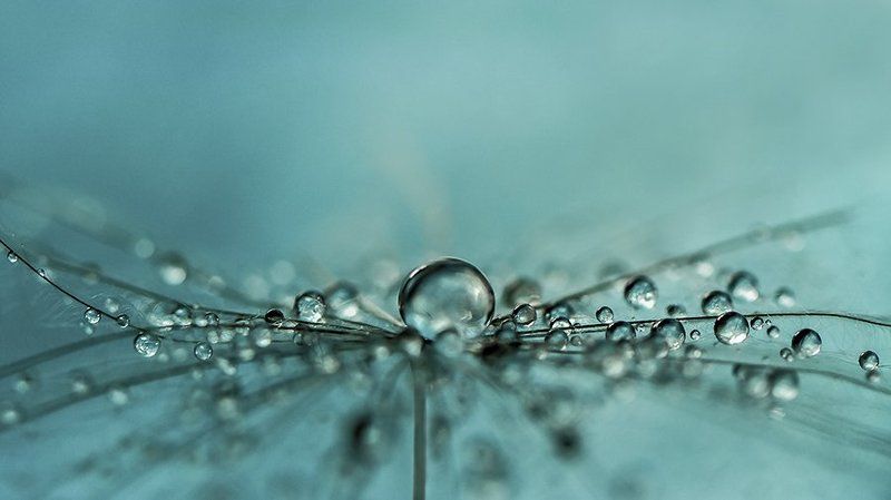Blue, Dandelion, Drops, Macro, Reflection *photo preview