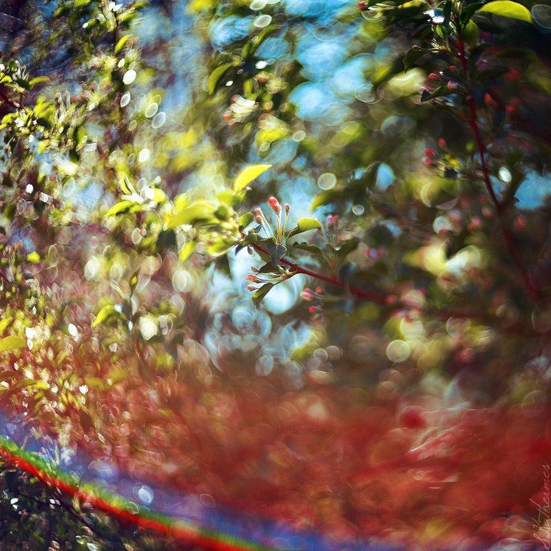 Боке-безумиеphoto preview