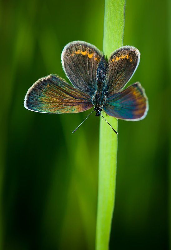 Бабочка, Голицына, Голубянка, Макро ***photo preview