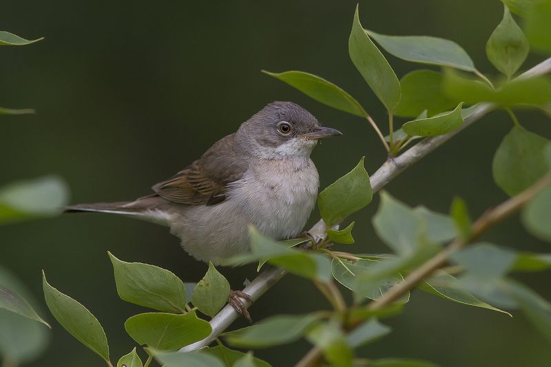Славка, серая, славковые Славка сераяphoto preview