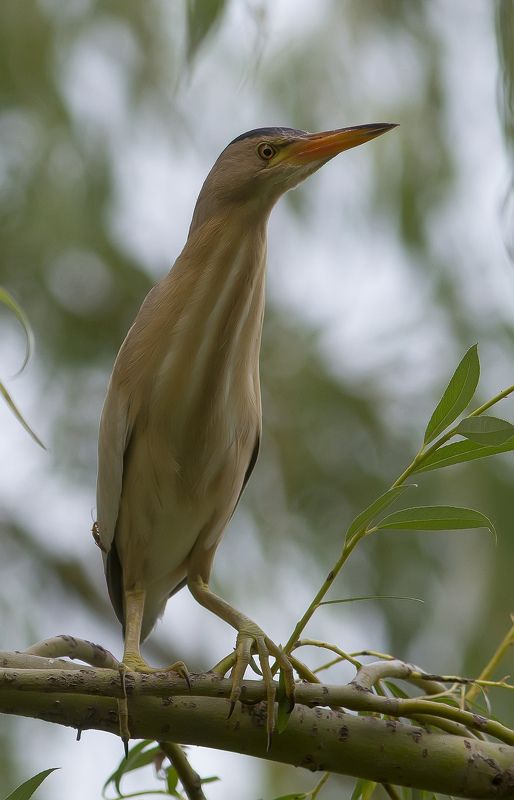 Выпь, волчок Волчок, или выпь малая.photo preview