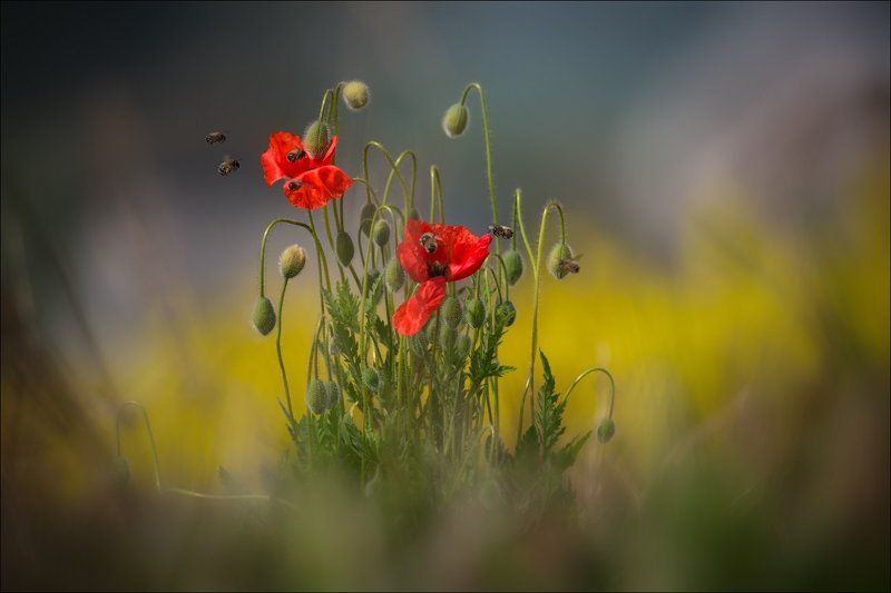 Czech, Czech republic, Morava, Moravian, South Moravia, Мак, Маки, Фототур, Чехия, Южная Моравия / Про моравские маки /photo preview