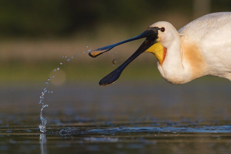 spoonbillphoto preview