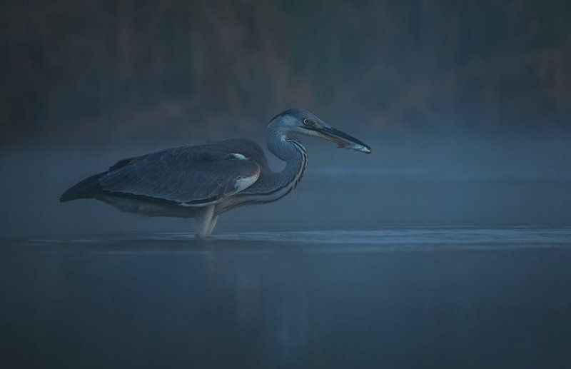 Bird, Heron, Night, Wildlife Ночная охота...photo preview
