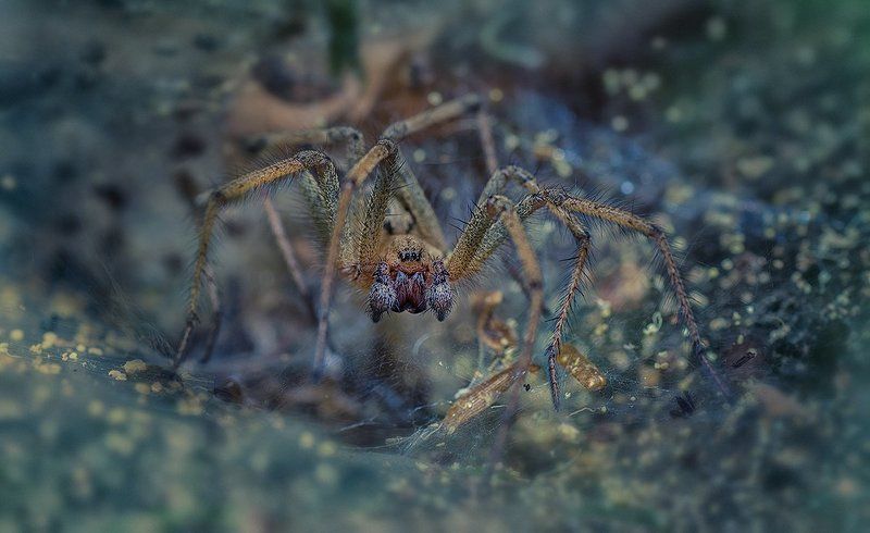 Страшилище.photo preview