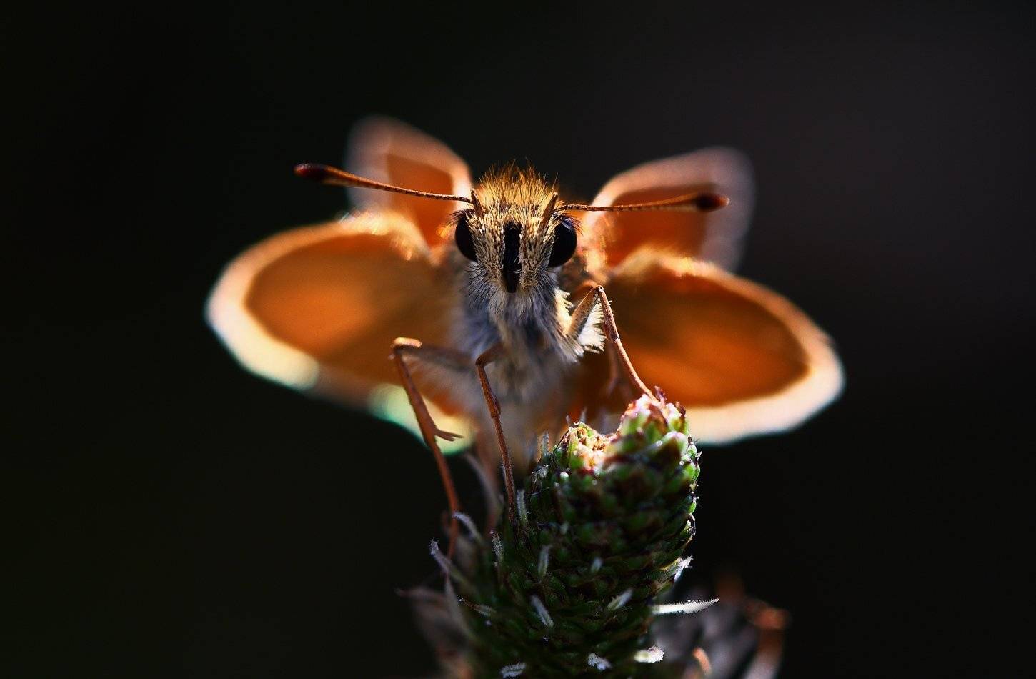 Толстоголовка. Автор: Sergii Markov sylvestris, thymelicus, бабочка, жёлтая, самарский лес, толстоголовка, Sergii Markov