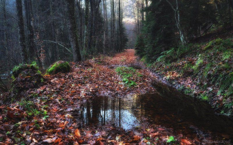 В лесу ноябрь...photo preview