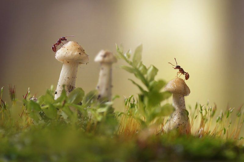 Козявки и букашкиphoto preview