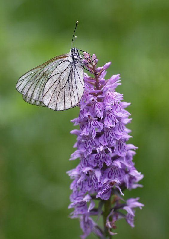 бабочки, паук Присевшиеphoto preview