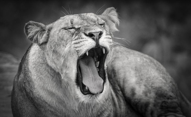 львица ...photo preview