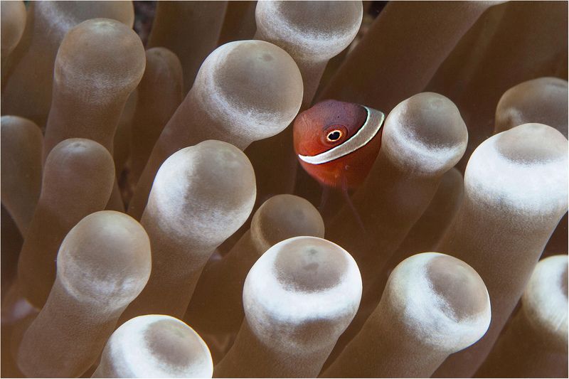 филиппины, негрос, амфиприон, дайвинг, макро один дома фото превью