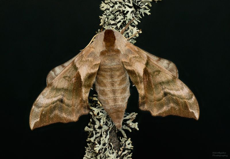 макро, природа, насекомые, бабочка, бражник, macro, nature, insects, butterfly, hawk moth, Бражник Глазчатыйphoto preview
