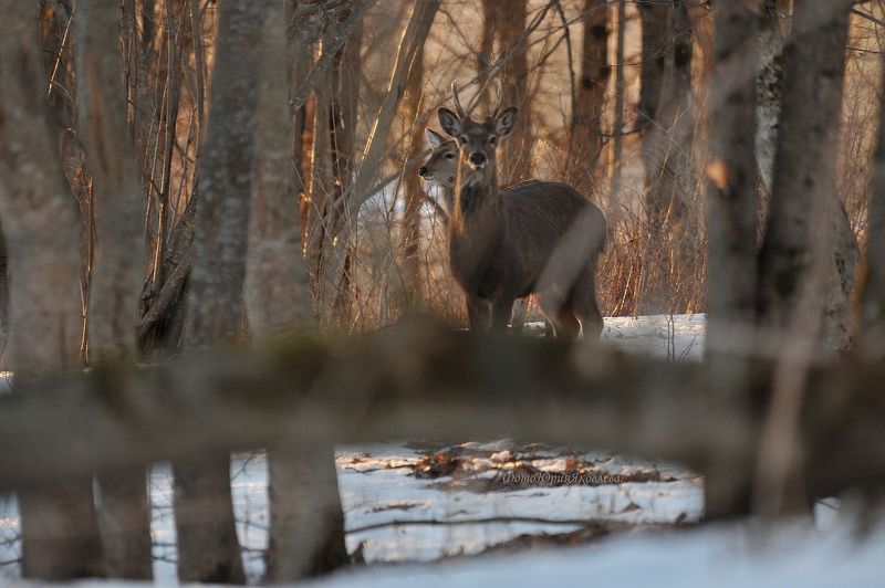 россия.псковская область.лес.природа.животные.олени.весна. В весенним лесу.photo preview