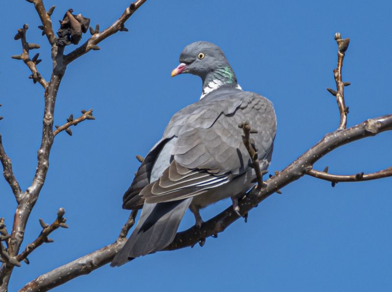 кисловодск, вяхирь, витютень, лесной голубь, птицы Лесной голубь, он же вяхирь, он же витютеньphoto preview