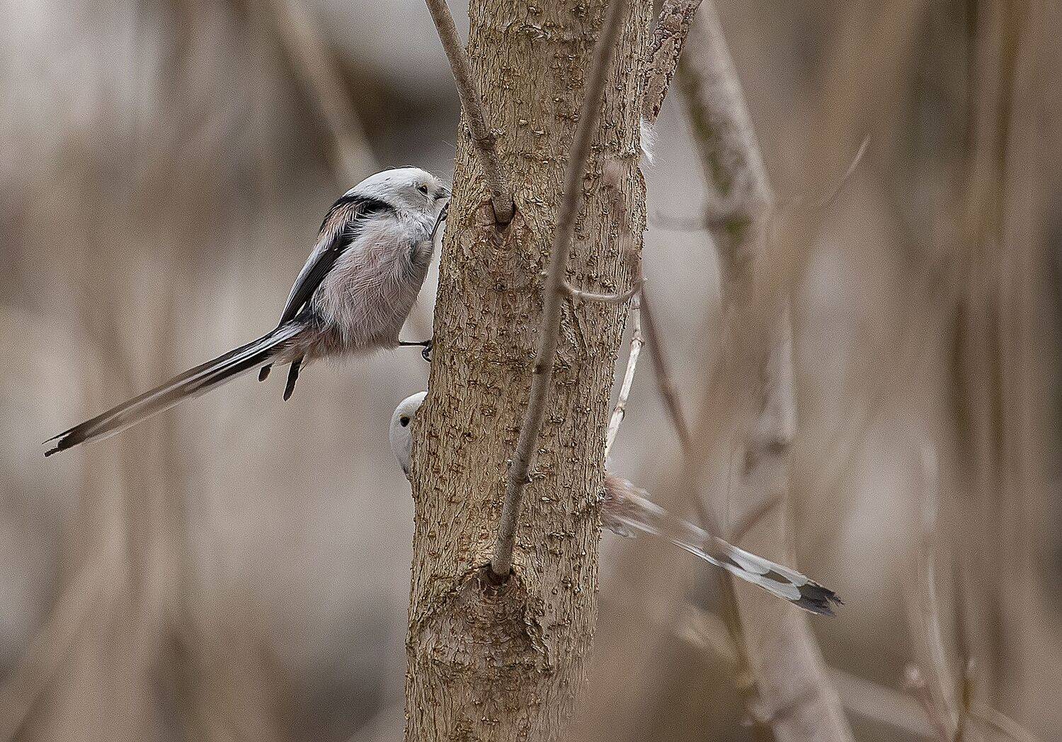 Ополовники строят гнездо. Автор: Александр Широких , Александр Широких