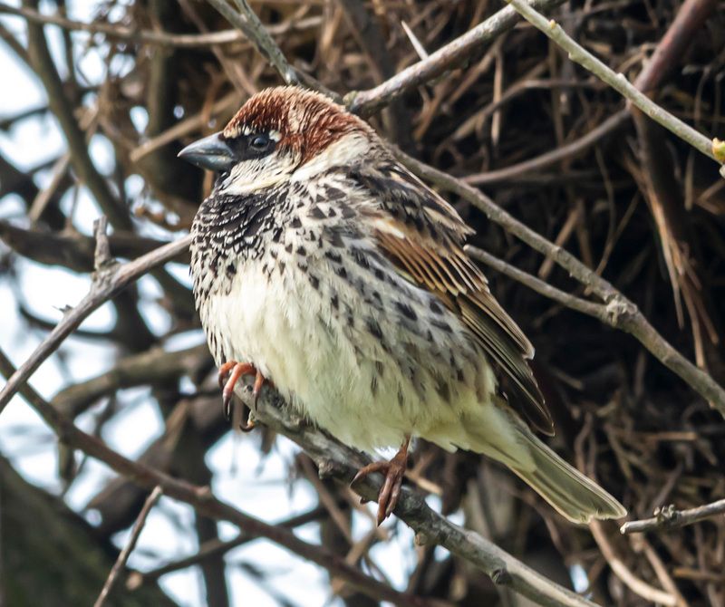 испанский воробей, воробей, крым, опукский заповедник, птицы Испанский воробейphoto preview