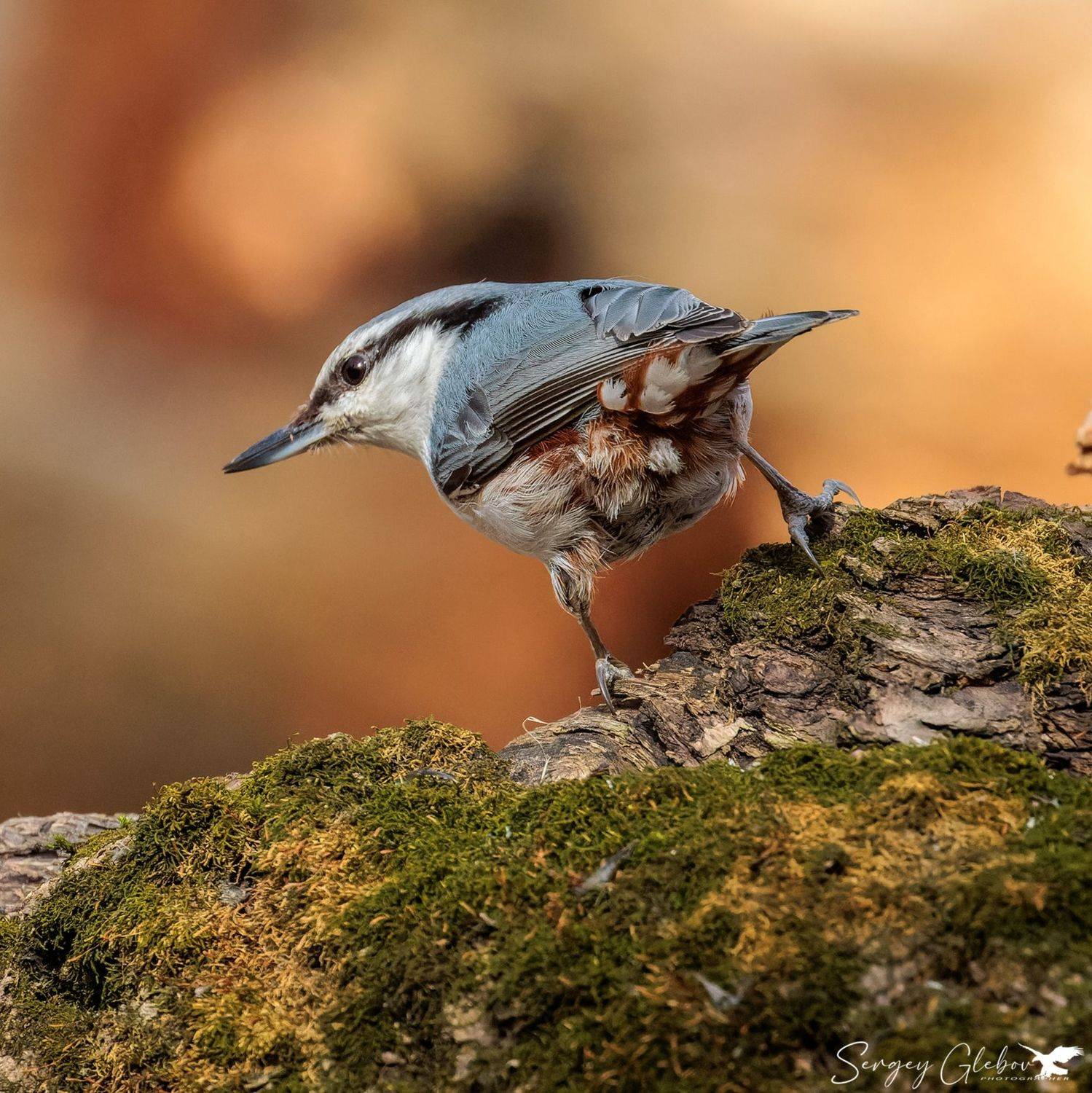 Поползень. Автор: Глебов Сергей поползень, птицы, пернатые, Глебов Сергей