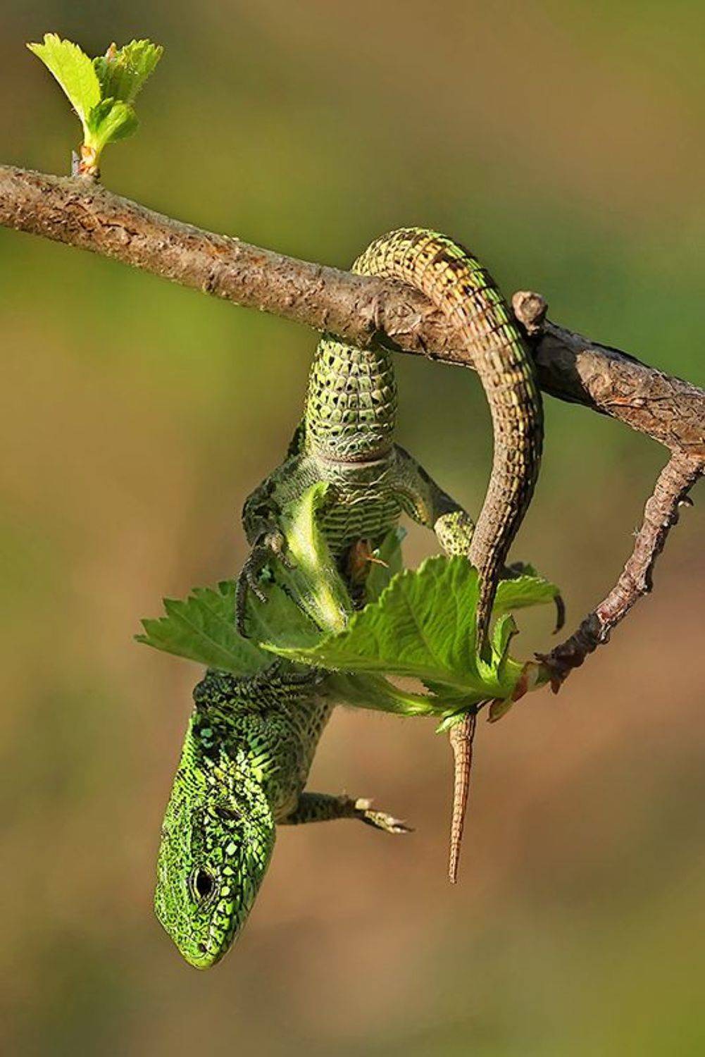 Весеннее настроение. Автор: Sokolova Tatiana природа, весна, ящерица, Sokolova Tatiana