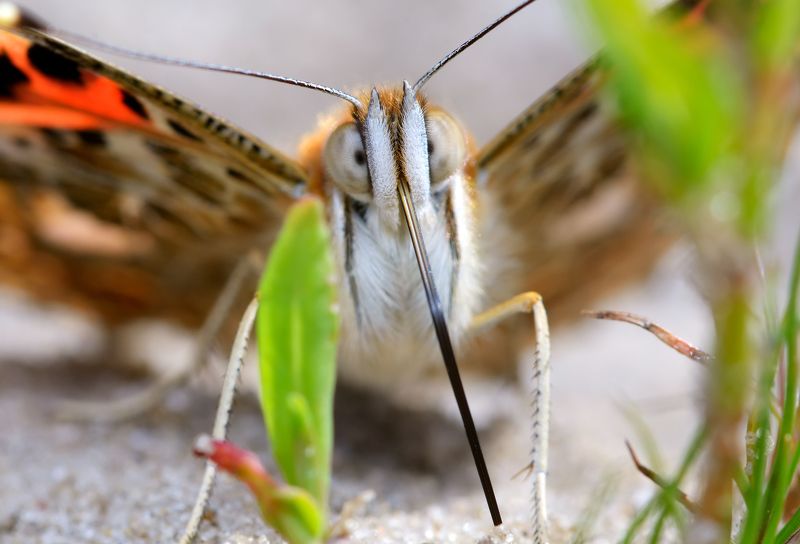 репейница, vanessa cardui, нимфалиды, nymphalidae, бабочка, рапира Рапираphoto preview